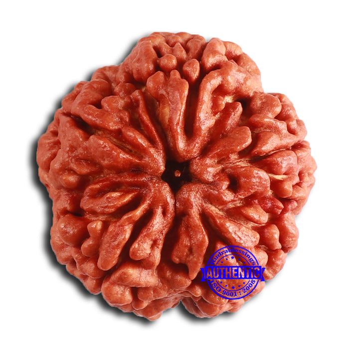 5 Mukhi Rudraksha from Nepal - Bead No. 389