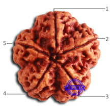 Load image into Gallery viewer, 5 Mukhi Rudraksha from Nepal - Bead No. 390

