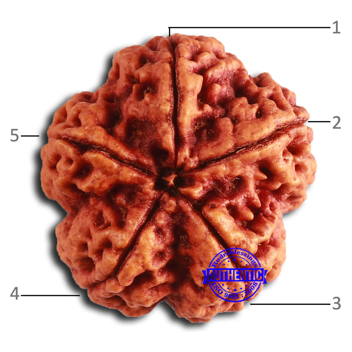 5 Mukhi Rudraksha from Nepal - Bead No. 390