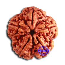 Load image into Gallery viewer, 5 Mukhi Rudraksha from Nepal - Bead No. 390
