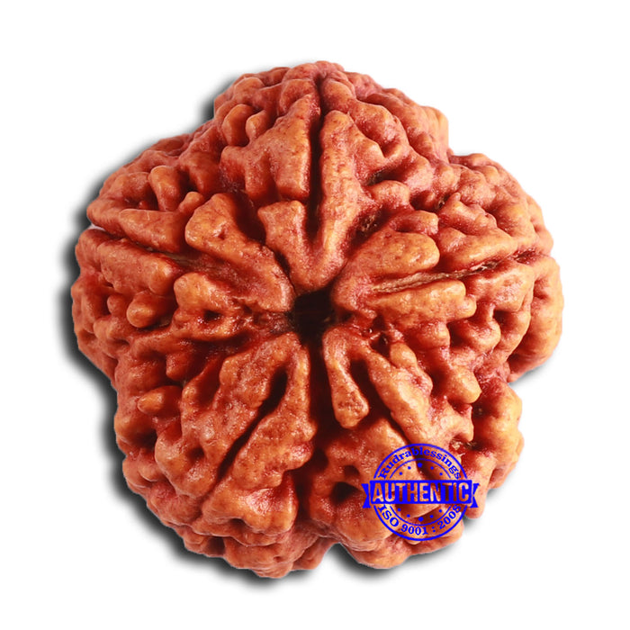 5 Mukhi Rudraksha from Nepal - Bead No. 390