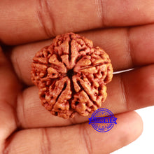 Load image into Gallery viewer, 5 Mukhi Rudraksha from Nepal - Bead No. 390
