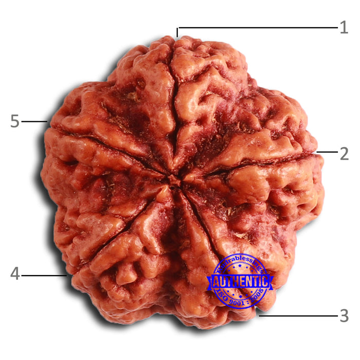 5 Mukhi Rudraksha from Nepal - Bead No. 391