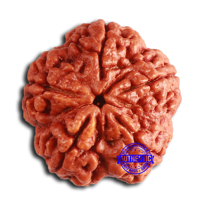 5 Mukhi Rudraksha from Nepal - Bead No. 391