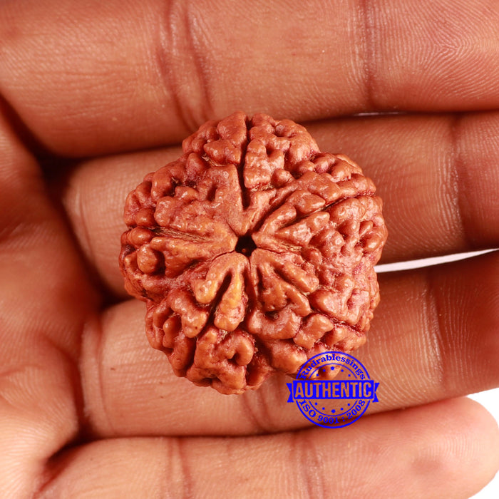 5 Mukhi Rudraksha from Nepal - Bead No. 391