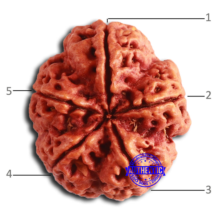 5 Mukhi Rudraksha from Nepal - Bead No. 392