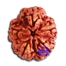 Load image into Gallery viewer, 5 Mukhi Rudraksha from Nepal - Bead No. 392
