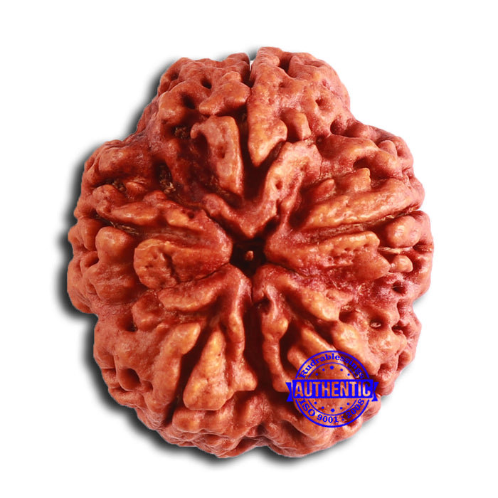 5 Mukhi Rudraksha from Nepal - Bead No. 392