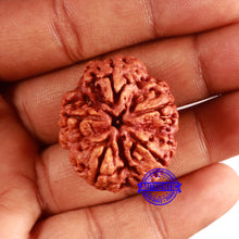 Load image into Gallery viewer, 5 Mukhi Rudraksha from Nepal - Bead No. 392
