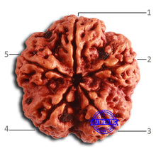 Load image into Gallery viewer, 5 Mukhi Rudraksha from Nepal - Bead No. 393
