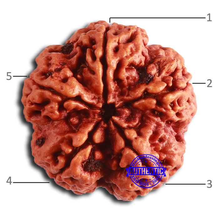 5 Mukhi Rudraksha from Nepal - Bead No. 393