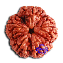 Load image into Gallery viewer, 5 Mukhi Rudraksha from Nepal - Bead No. 393
