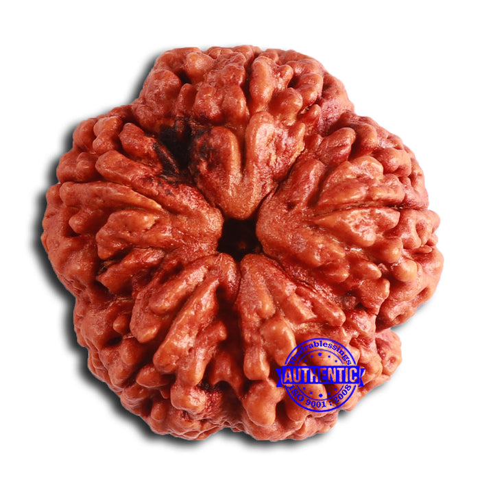 5 Mukhi Rudraksha from Nepal - Bead No. 393