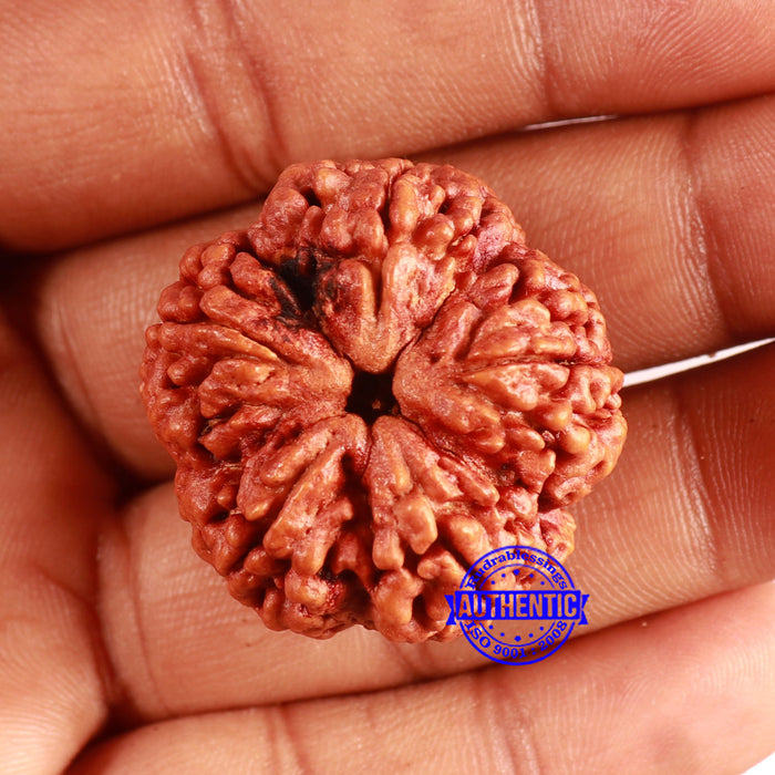 5 Mukhi Rudraksha from Nepal - Bead No. 393