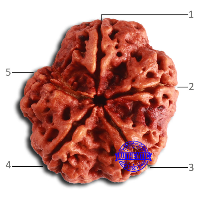 5 Mukhi Rudraksha from Nepal - Bead No. 394
