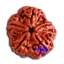 Load image into Gallery viewer, 5 Mukhi Rudraksha from Nepal - Bead No. 394
