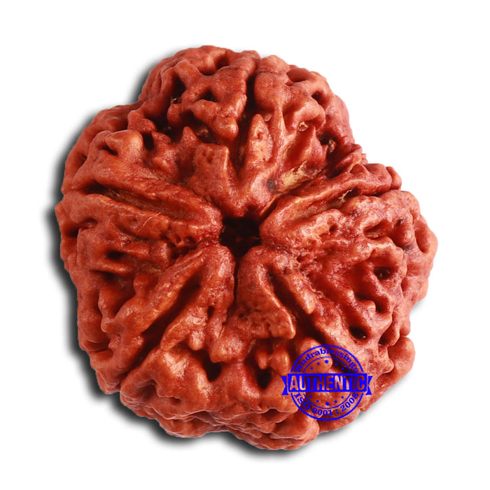 5 Mukhi Rudraksha from Nepal - Bead No. 394