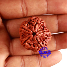 Load image into Gallery viewer, 5 Mukhi Rudraksha from Nepal - Bead No. 394
