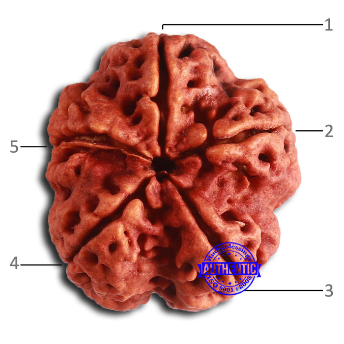 5 Mukhi Rudraksha from Nepal - Bead No. 395