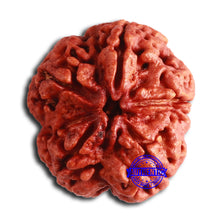 Load image into Gallery viewer, 5 Mukhi Rudraksha from Nepal - Bead No. 395
