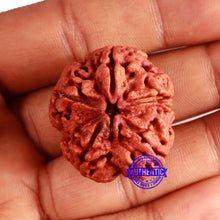 Load image into Gallery viewer, 5 Mukhi Rudraksha from Nepal - Bead No. 395
