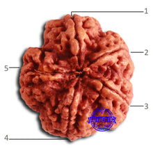 Load image into Gallery viewer, 5 Mukhi Rudraksha from Nepal - Bead No. 396
