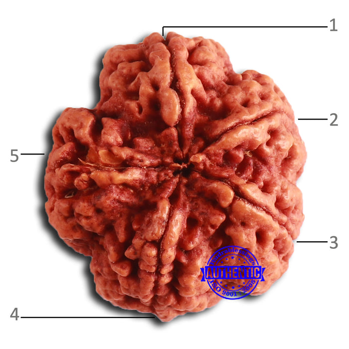 5 Mukhi Rudraksha from Nepal - Bead No. 396