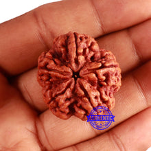 Load image into Gallery viewer, 5 Mukhi Rudraksha from Nepal - Bead No. 396
