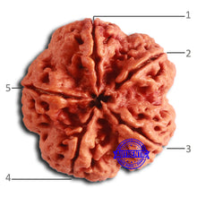 Load image into Gallery viewer, 5 Mukhi Rudraksha from Nepal - Bead No. 397
