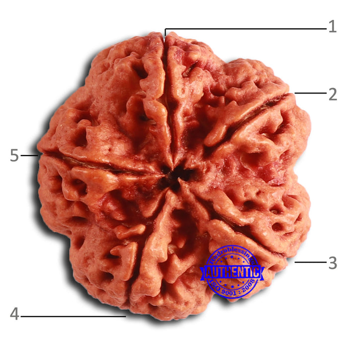 5 Mukhi Rudraksha from Nepal - Bead No. 397