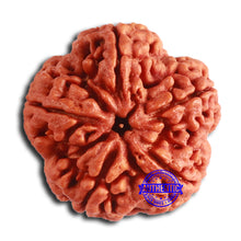 Load image into Gallery viewer, 5 Mukhi Rudraksha from Nepal - Bead No. 397

