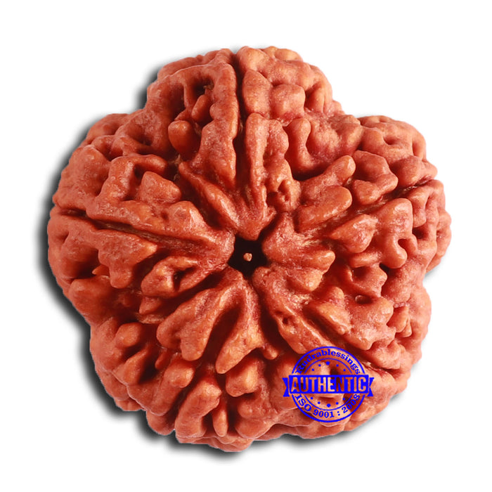 5 Mukhi Rudraksha from Nepal - Bead No. 397