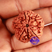 Load image into Gallery viewer, 5 Mukhi Rudraksha from Nepal - Bead No. 397
