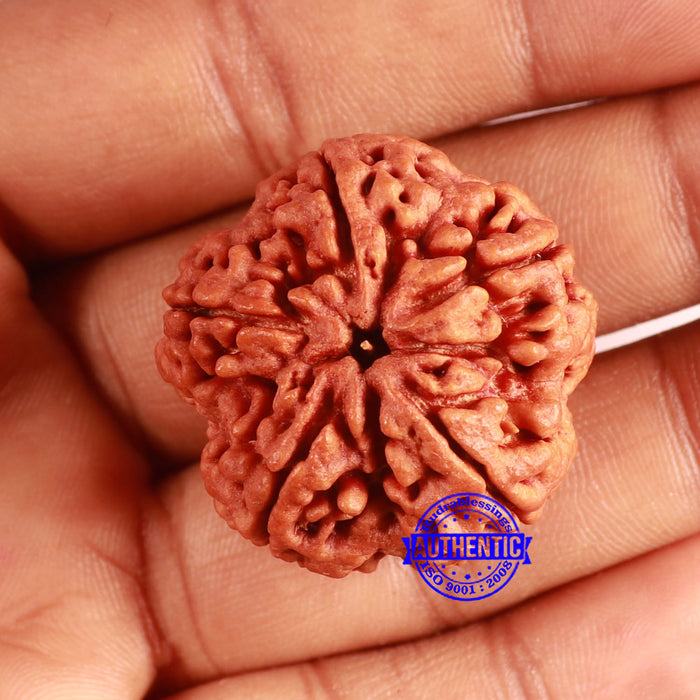 5 Mukhi Rudraksha from Nepal - Bead No. 397