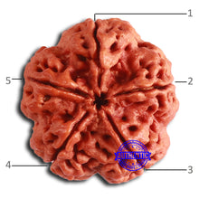 Load image into Gallery viewer, 5 Mukhi Rudraksha from Nepal - Bead No. 398
