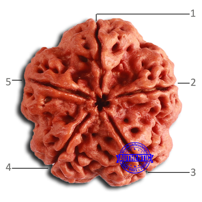 5 Mukhi Rudraksha from Nepal - Bead No. 398
