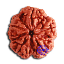 Load image into Gallery viewer, 5 Mukhi Rudraksha from Nepal - Bead No. 398
