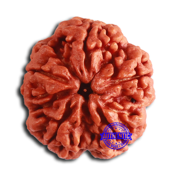 5 Mukhi Rudraksha from Nepal - Bead No. 398