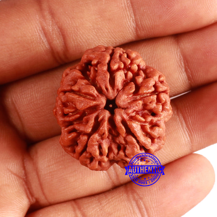 5 Mukhi Rudraksha from Nepal - Bead No. 398