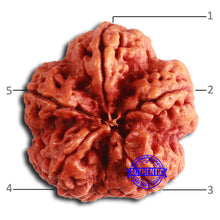 Load image into Gallery viewer, 5 Mukhi Rudraksha from Nepal - Bead No. 399
