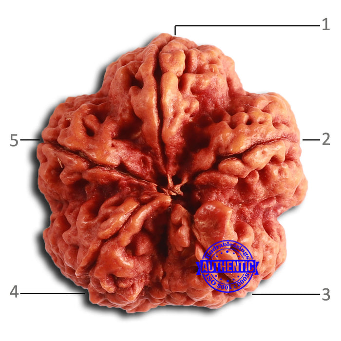 5 Mukhi Rudraksha from Nepal - Bead No. 399