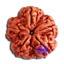 Load image into Gallery viewer, 5 Mukhi Rudraksha from Nepal - Bead No. 399
