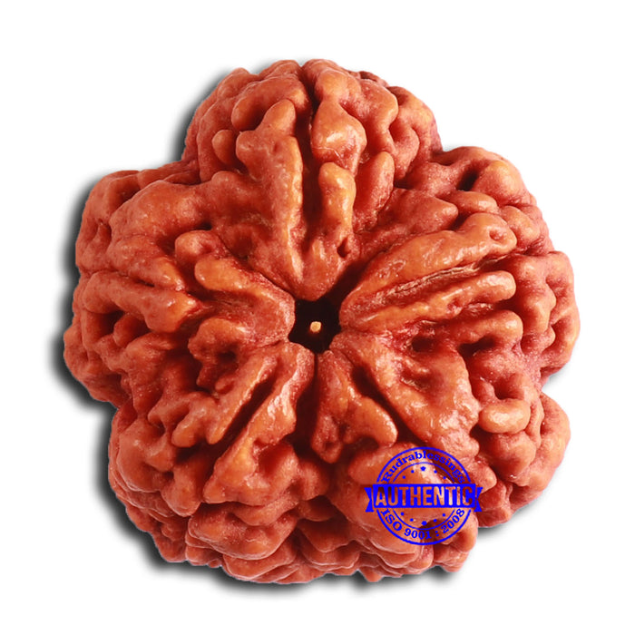 5 Mukhi Rudraksha from Nepal - Bead No. 399
