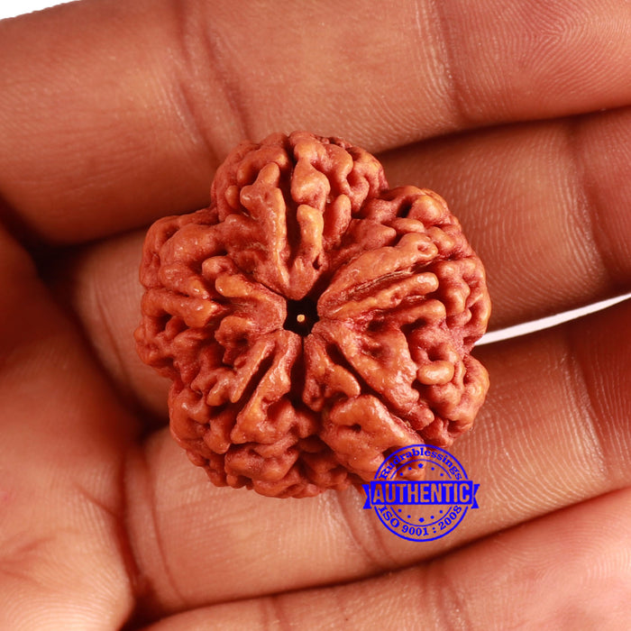 5 Mukhi Rudraksha from Nepal - Bead No. 399