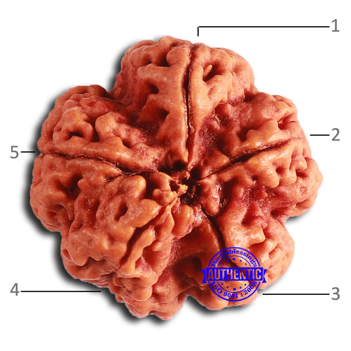 5 Mukhi Rudraksha from Nepal - Bead No. 400