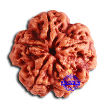 Load image into Gallery viewer, 5 Mukhi Rudraksha from Nepal - Bead No. 400

