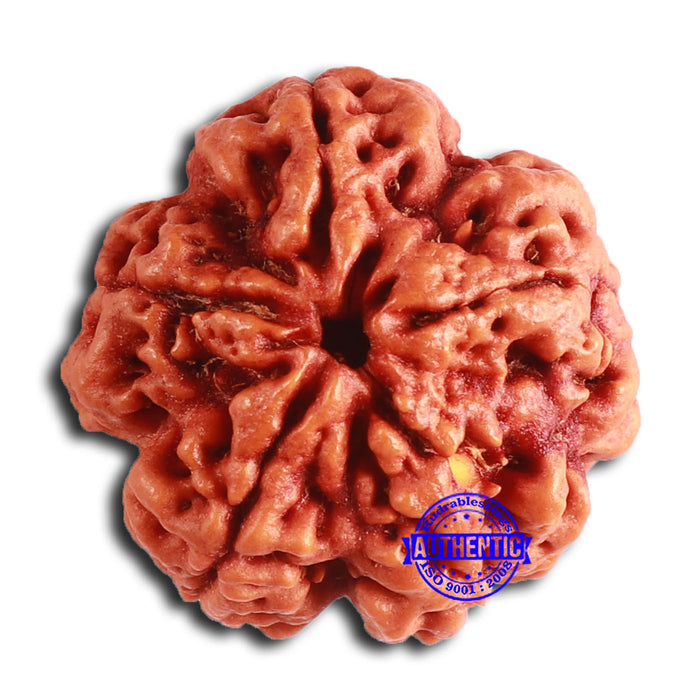 5 Mukhi Rudraksha from Nepal - Bead No. 400