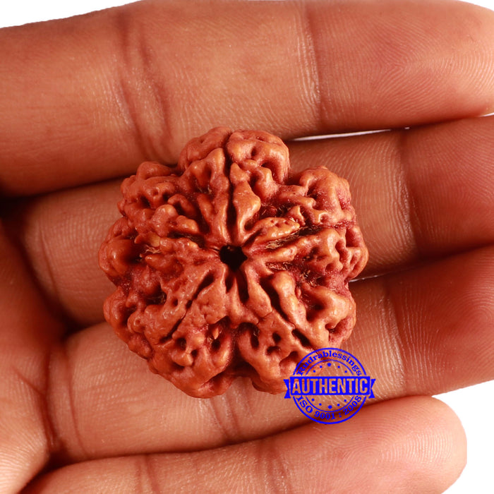 5 Mukhi Rudraksha from Nepal - Bead No. 400