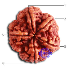 Load image into Gallery viewer, 5 Mukhi Rudraksha from Nepal - Bead No. 401
