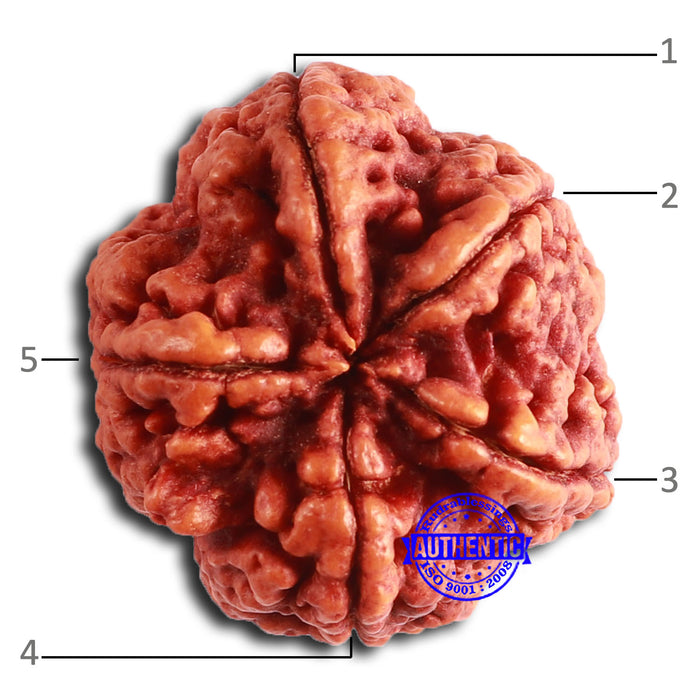 5 Mukhi Rudraksha from Nepal - Bead No. 401